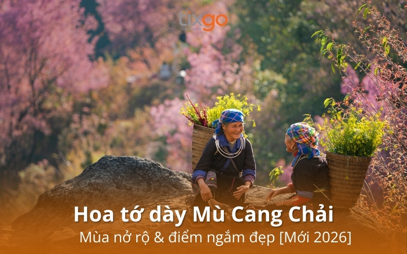 Hoa tớ dày Mù Cang Chải: Mùa nở rộ & điểm ngắm đẹp [Mới 2026]
