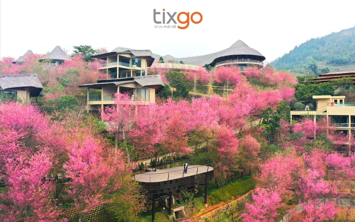 Hoa tớ dày Mù Cang Chải có tên gọi khác là hoa mai rừng 