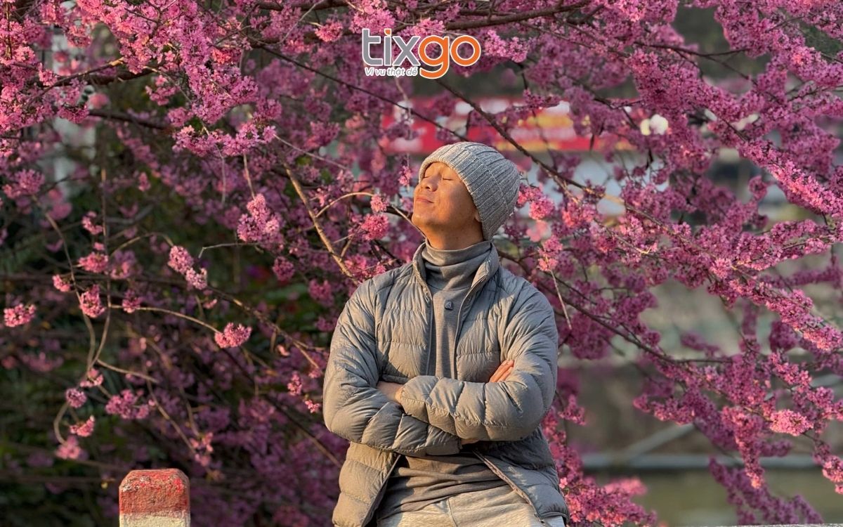 Hoa tớ dày khoe sắc từ tháng 12 - 2 dương lịch 