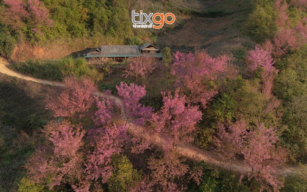 Hoa tớ dày gắn liền với đời sống văn hoa và kinh tế của đồng bào ở Mù Cang Chải 