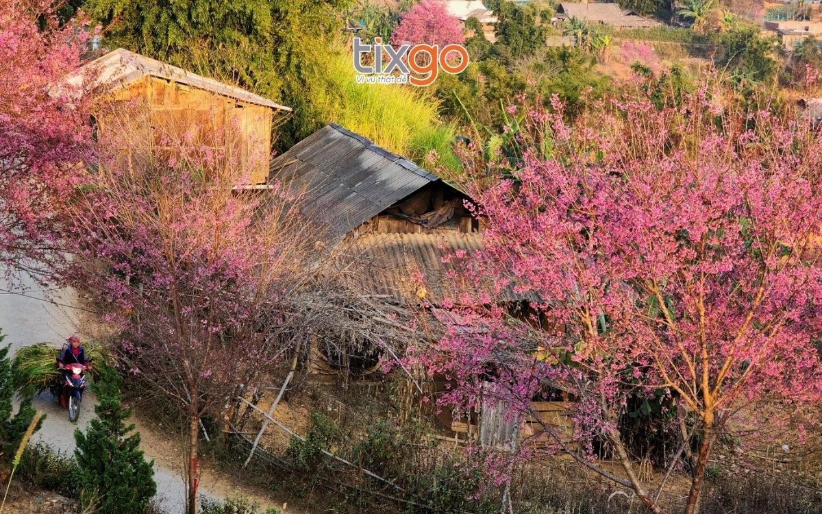 Bản Trống Tông gắn liền với sắc hoa và nếp nhà gỗ của người H'Mông 