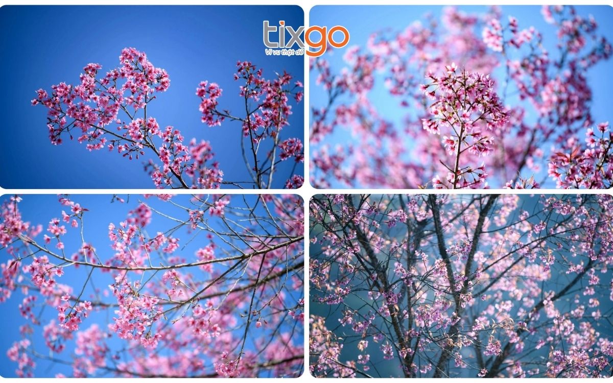 Mùa hoa tớ dày đẹp như mơ ở bản Háng Gàng