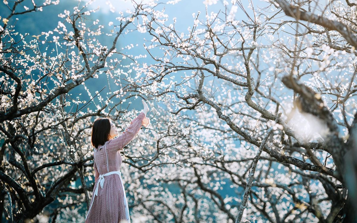 Mộc Châu là điểm đến hút khách du lịch dịp lễ