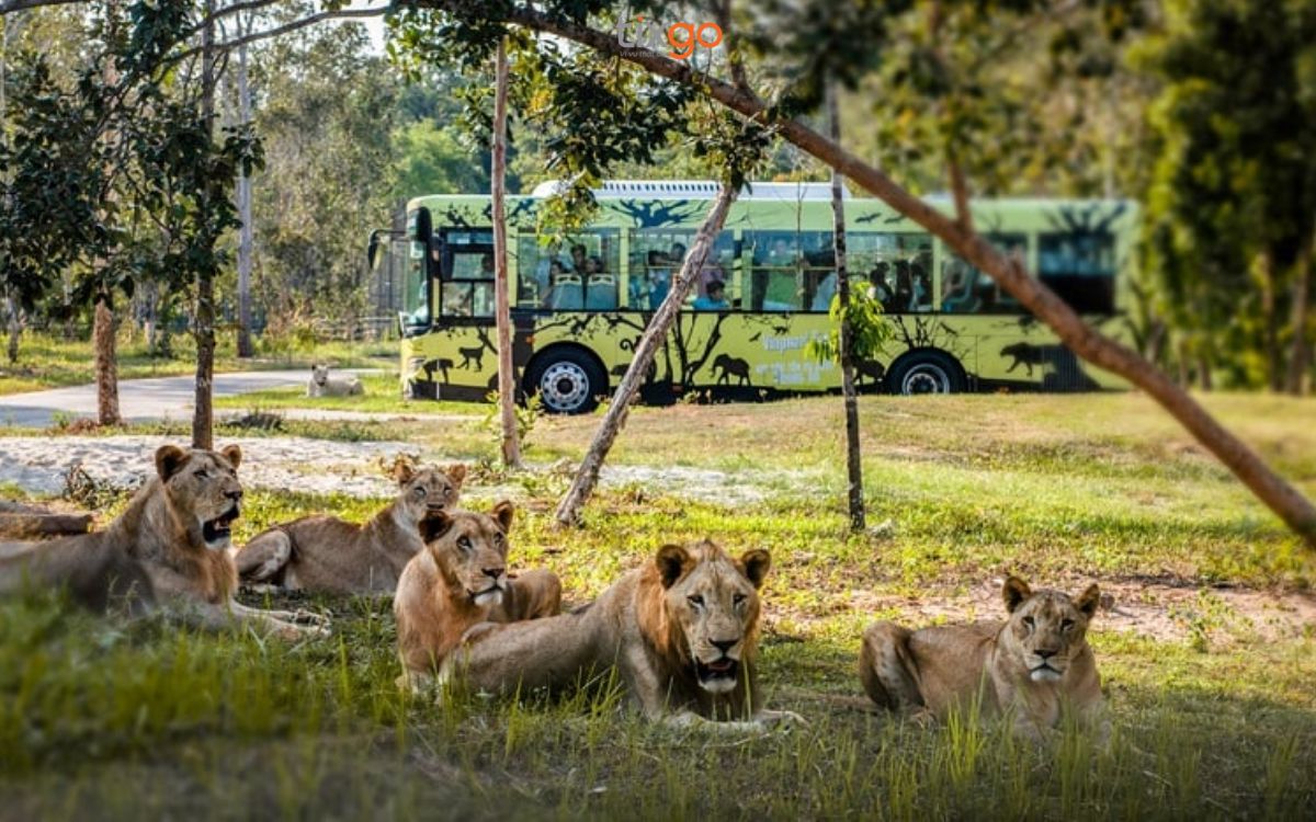 Đến Safari Phú Quốc để trải nghiệm cảm giác “nhốt người thả thú”