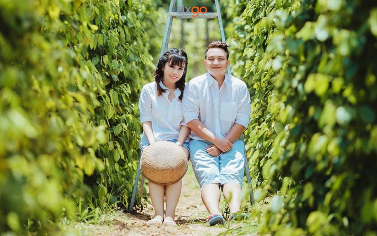 Hái tiêu tại vườn là hoạt động đáng nhớ khi đi du lịch Phú Quốc