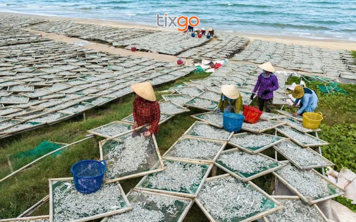 Tìm hiểu nghề phơi cá cơm truyền thống tại Bãi Đất Đỏ Phú Quốc Tìm hiểu nghề phơi cá cơm truyền thống tại Bãi Đất Đỏ Phú Quốc