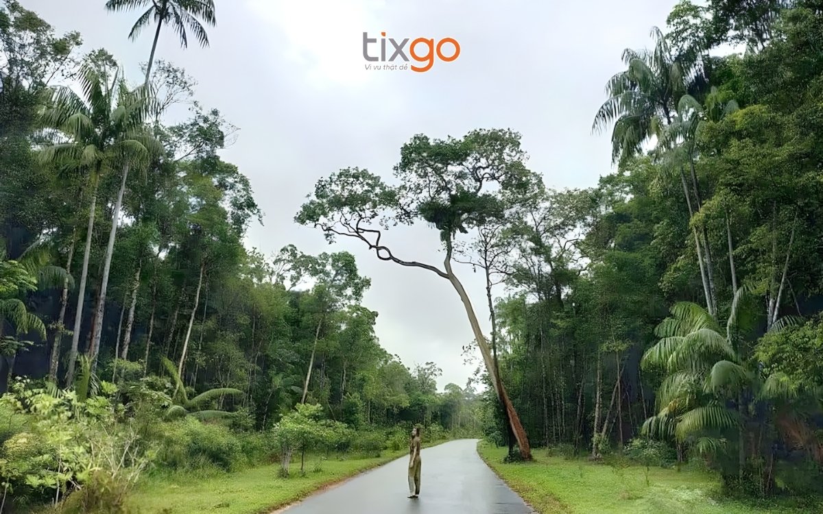 Cung đường xuyên rừng nguyên sinh khi du lịch Bãi Thơm Phú Quốc Cung đường xuyên rừng nguyên sinh khi du lịch Bãi Thơm Phú Quốc