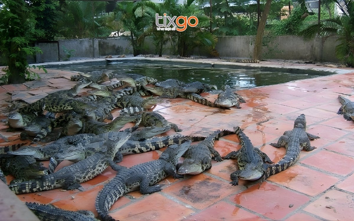 Tham quan trại cá sấu Phú hải khi du lịch Bãi Thơm Phú Quốc Tham quan trại cá sấu Phú hải khi du lịch Bãi Thơm Phú Quốc