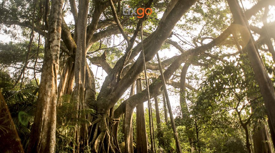 Bán đảo Sơn Trà: Checkin cây đa ngàn năm Bán đảo Sơn Trà: Checkin cây đa ngàn năm