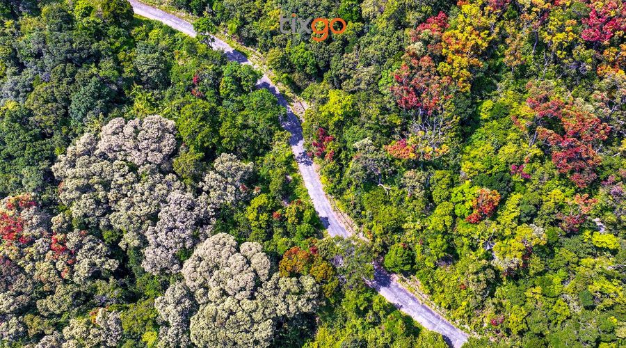 Bán đảo Sơn Trà: Khám phá rừng nguyên sinh Sơn Trà Bán đảo Sơn Trà: Khám phá rừng nguyên sinh Sơn Trà