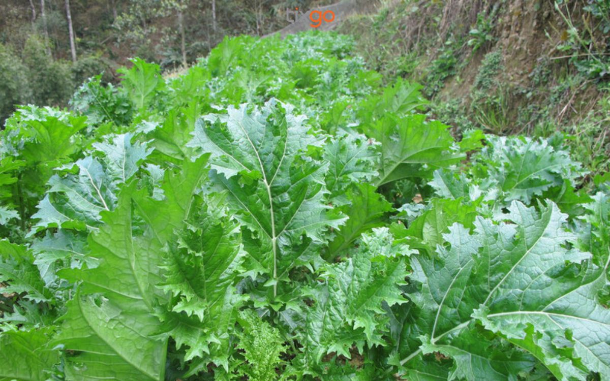 bản lao chải sapa