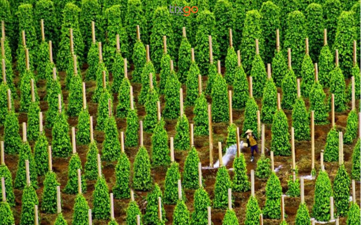 Vườn Tiêu Phú Quốc là mệnh danh là “vàng đen” của đảo ngọc