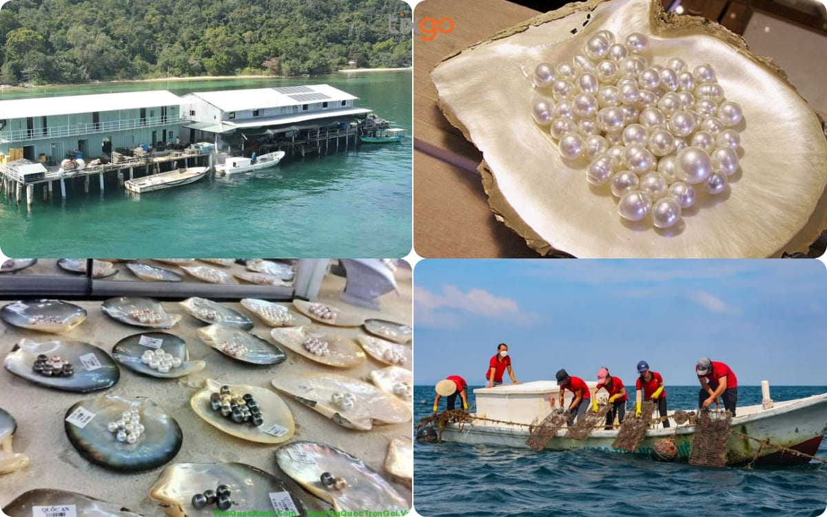 Trải nghiệm trang trại ngọc trai Phú Quốc