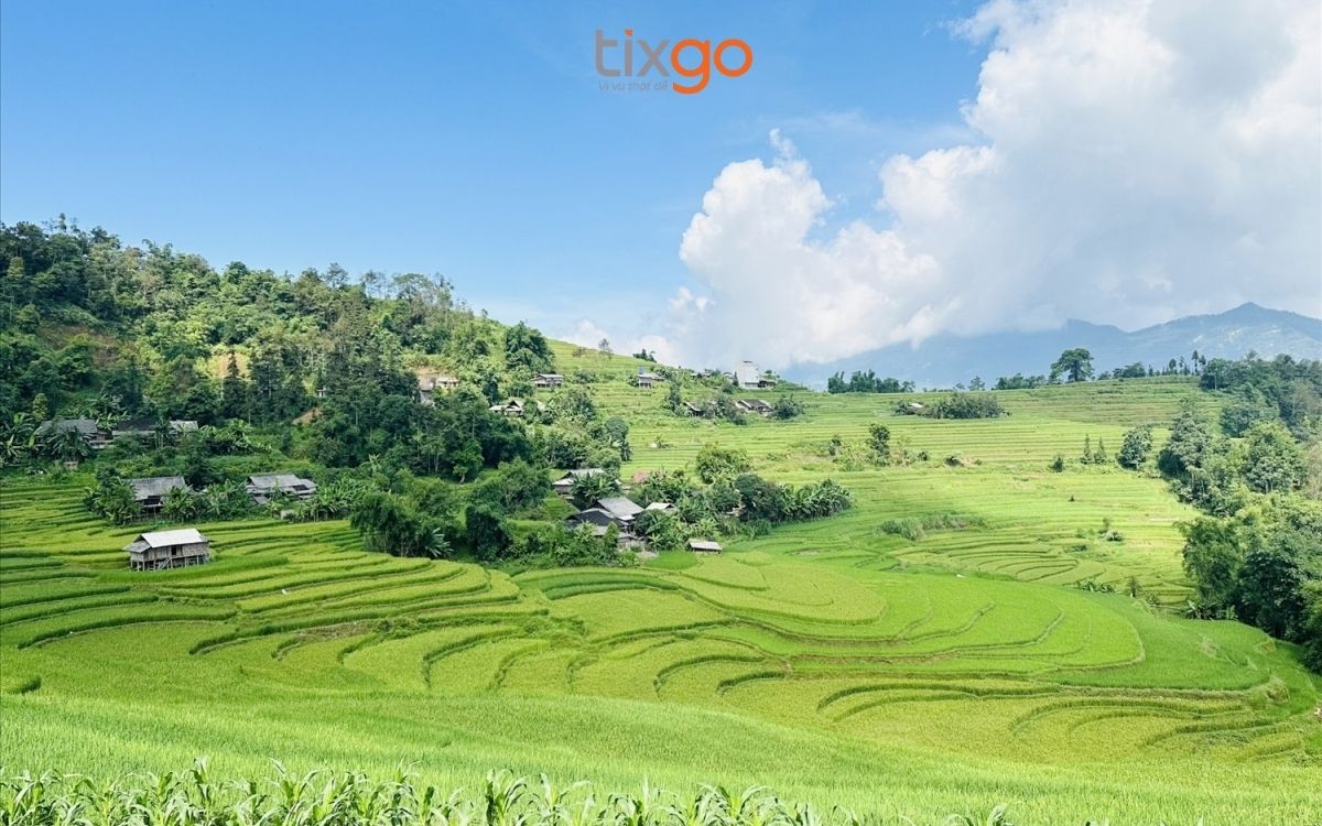 Mùa ruộng bậc thang trổ đòng Mùa ruộng bậc thang trổ đòng