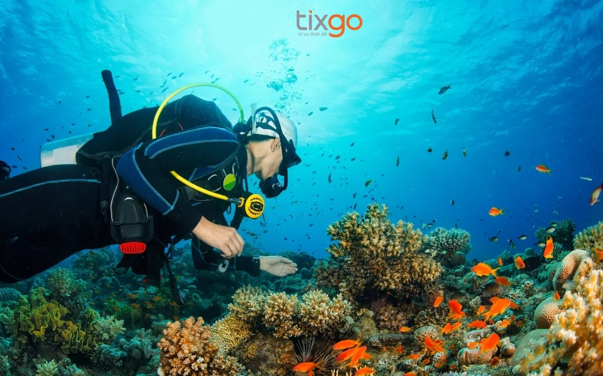 Tour lặn biển với bình khí - Bắc Đảo