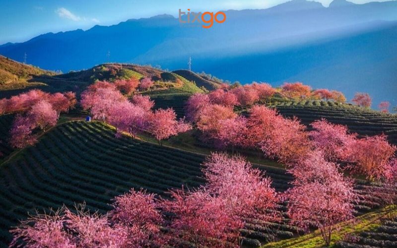 Khung cảnh lãng mạn của mùa hoa đào nhuộm hồng núi rừng Sapa Khung cảnh lãng mạn của mùa hoa đào nhuộm hồng núi rừng Sapa