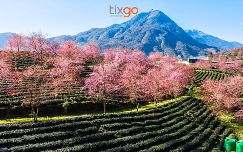 Sắc hồng rực rỡ của hoa Đào tại Đồi chè Ô Long Sapa Sắc hồng rực rỡ của hoa Đào tại Đồi chè Ô Long Sapa