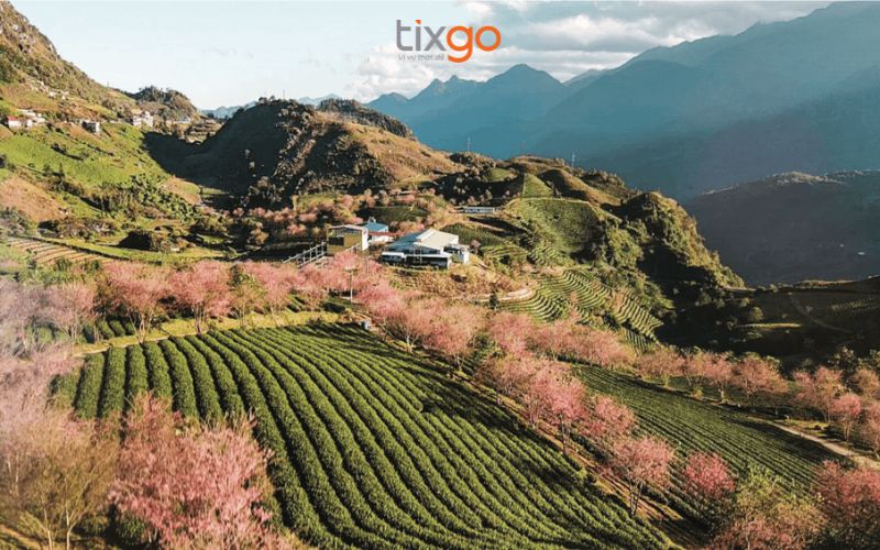 Sự hòa quyện tuyệt vời giữa màu xanh đồi chè và sắc hồng hoa đào Sự hòa quyện tuyệt vời giữa màu xanh đồi chè và sắc hồng hoa đào