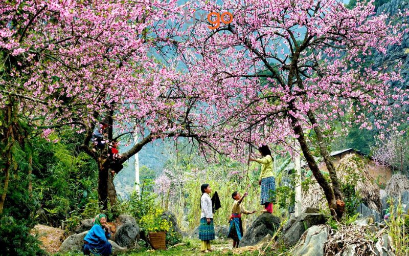 Vẻ đẹp mộng mơ của hoa đào rừng Sapa nở rộ khi xuân về Vẻ đẹp mộng mơ của hoa đào rừng Sapa nở rộ khi xuân về
