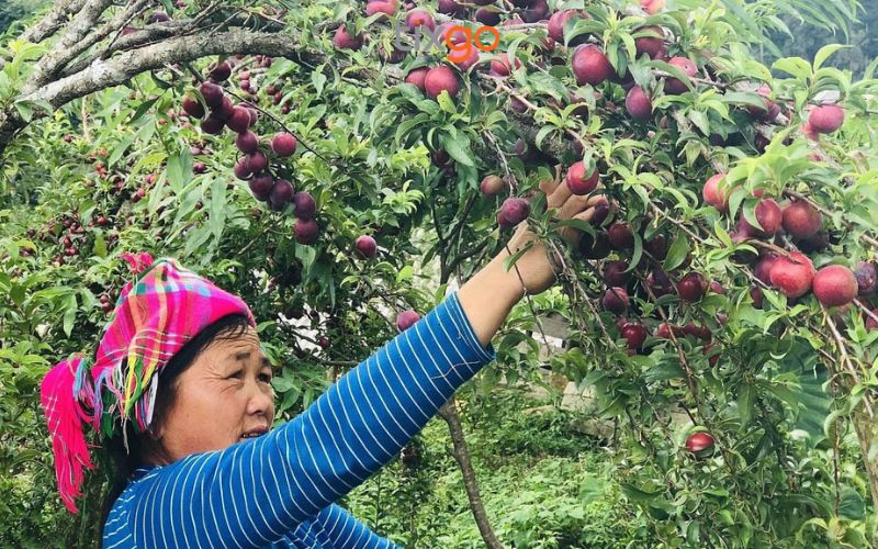 Trải nghiệm hái mận hậu chín đỏ tại vườn Sapa Trải nghiệm hái mận hậu chín đỏ tại vườn Sapa