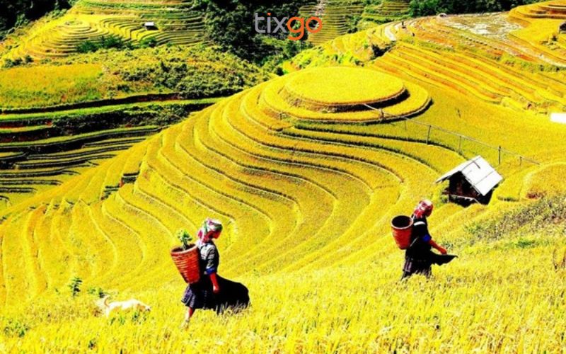 Những đường vân ruộng bậc thang Sapa vàng ươm vào mùa thu hoạch Những đường vân ruộng bậc thang Sapa vàng ươm vào mùa thu hoạch