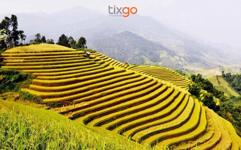 Thung lũng Mường Hoa nhuộm vàng trong mùa lúa chín tháng 9 Thung lũng Mường Hoa nhuộm vàng trong mùa lúa chín tháng 9