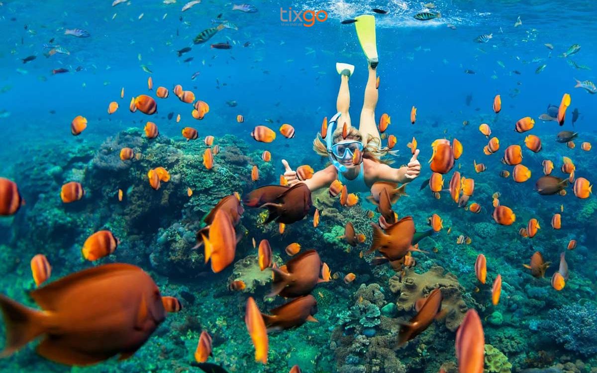 An Thới Phú Quốc nổi bật với hệ sinh thái san hô đa dạng