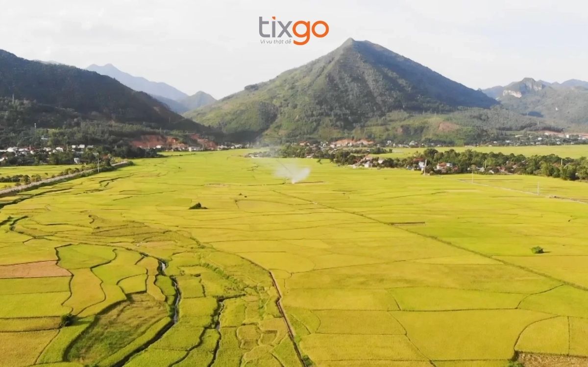 du lịch Lào Cai Quê hương của gạo nếp Tú Lệ - cánh đồng Mường Lò