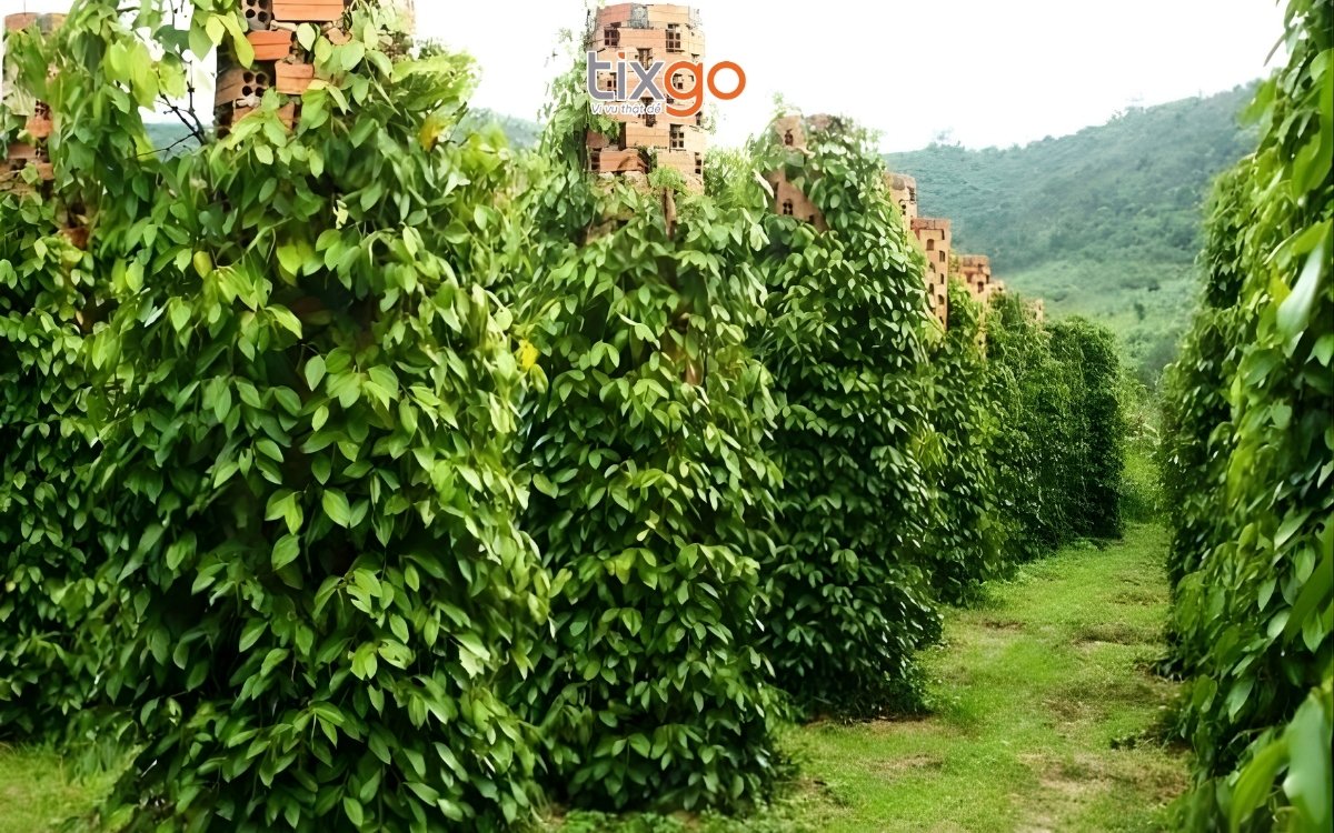 du lịch Phú Quốc tháng 1 Ghé thăm Vườn tiêu Phú Quốc khi đi du lịch Phú Quốc tháng 1