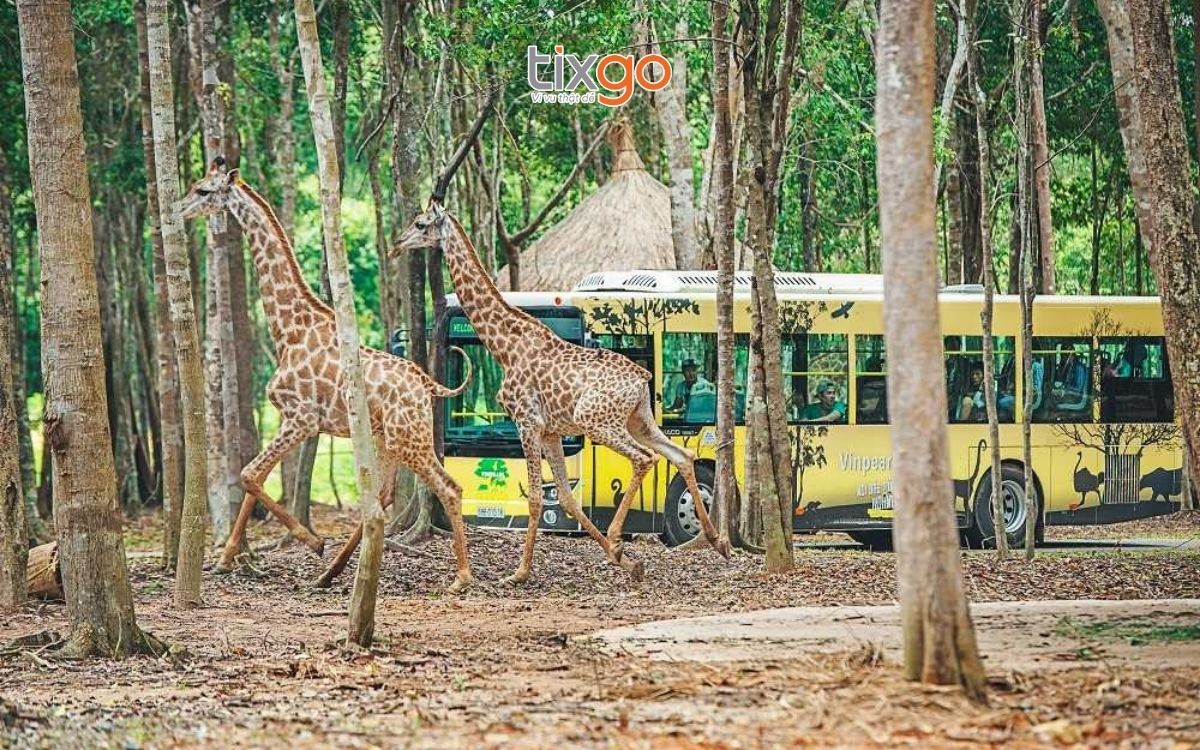 du lịch Phú Quốc tháng 1 Không thể bỏ qua Vinpearl Safari khi đi Phú Quốc tháng 1