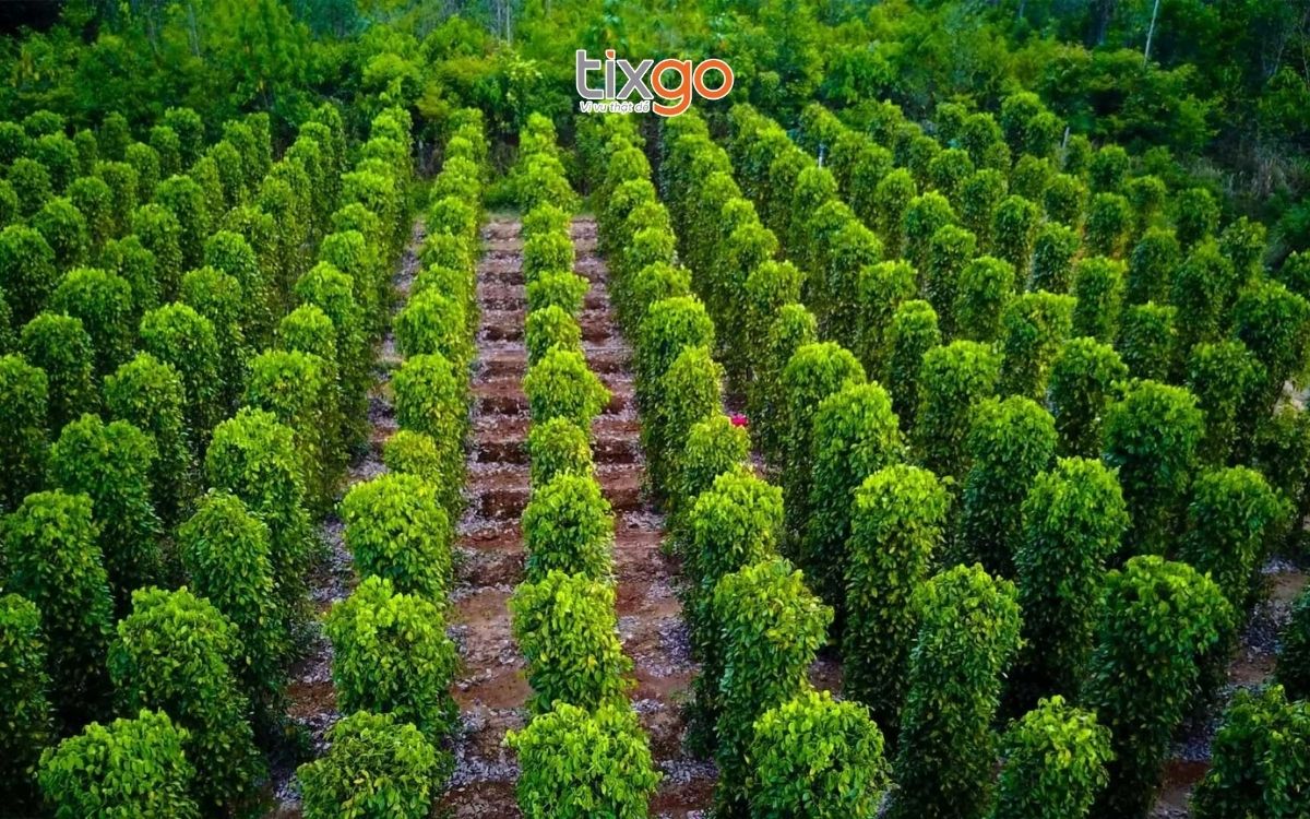 Ghé thăm Vườn tiêu Phú Quốc khi du lịch Phú Quốc tháng 11 Ghé thăm Vườn tiêu Phú Quốc khi du lịch Phú Quốc tháng 11