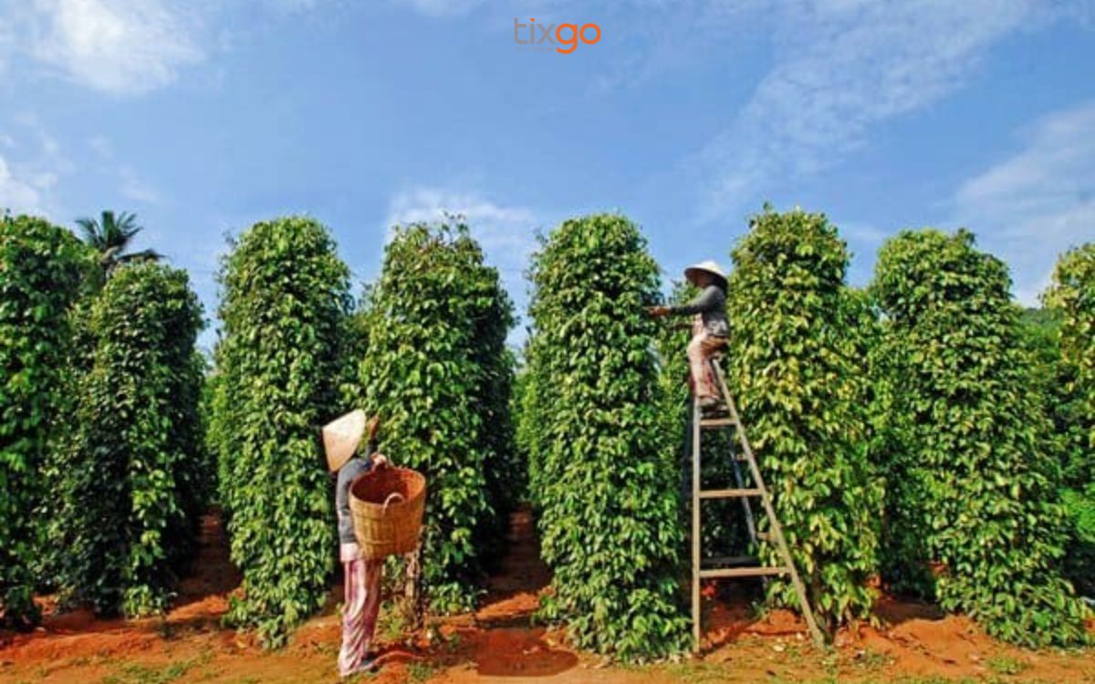 Vườn tiêu Phú Quốc: Vùng trồng tiêu trứ danh của đảo ngọc