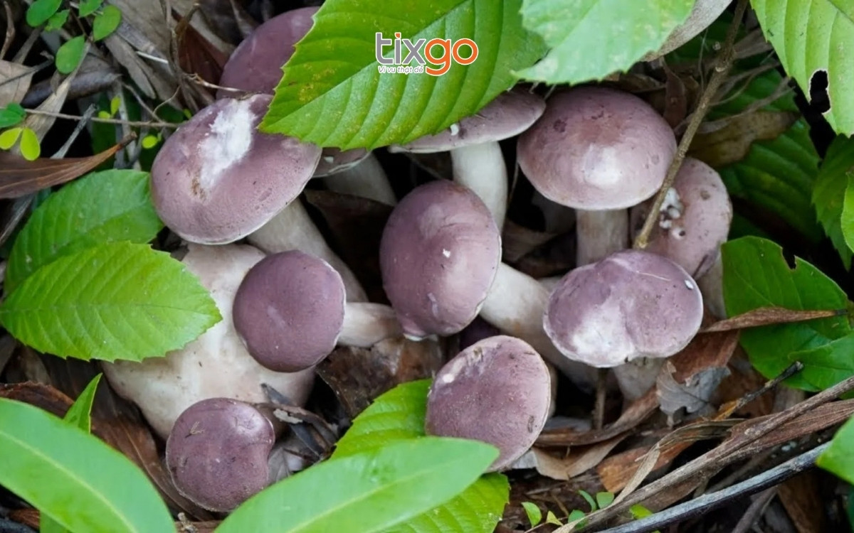 Săn nấm tràm sau mưa khi đi Phú Quốc vào tháng 7