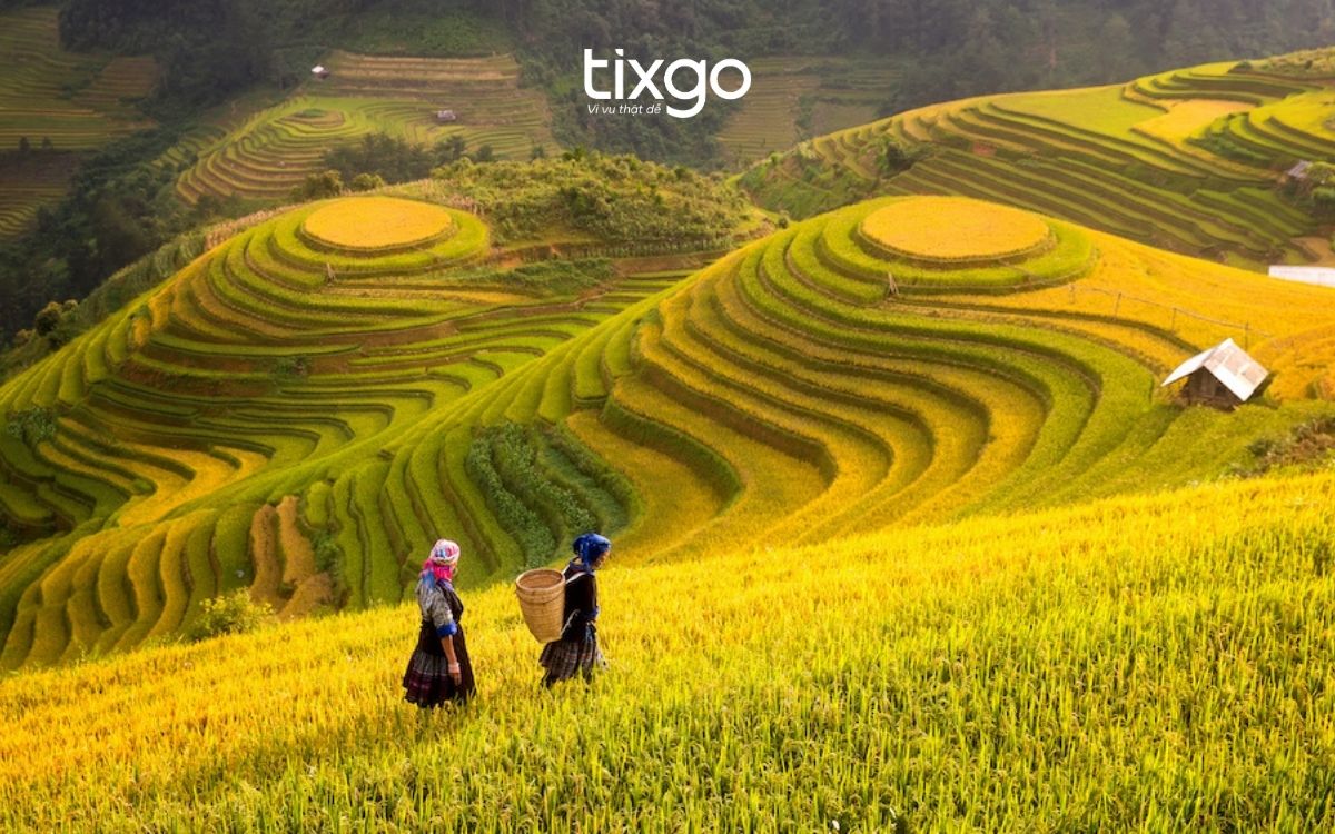 Du lịch Sapa 4 ngày 3 đêm vào mùa lúa chín để check-in Ruộng Bậc Thang