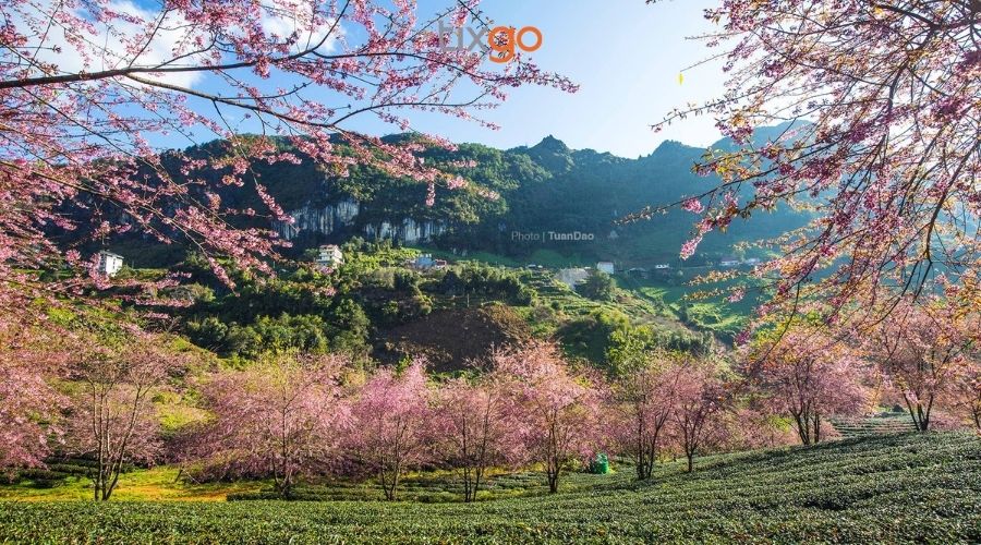 Mỗi mùa Sapa mang một vẻ đẹp riêng biệt Mỗi mùa Sapa mang một vẻ đẹp riêng biệt