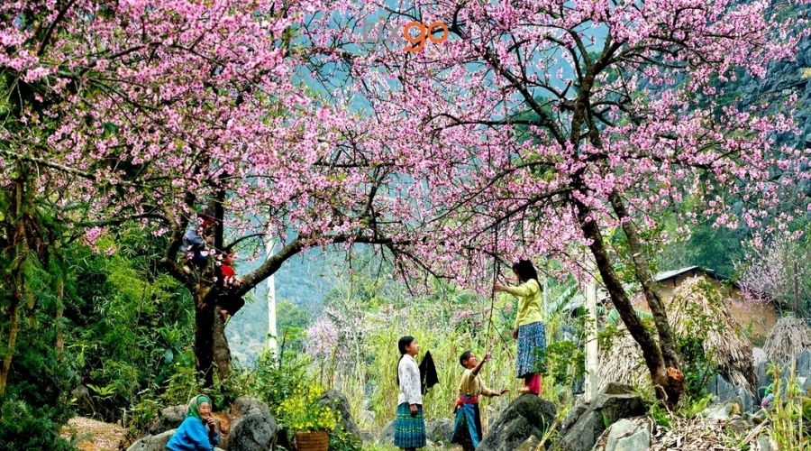 Chiêm ngưỡng vẻ đẹp của mùa hoa và mùa lễ hội Sapa Chiêm ngưỡng vẻ đẹp của mùa hoa và mùa lễ hội Sapa