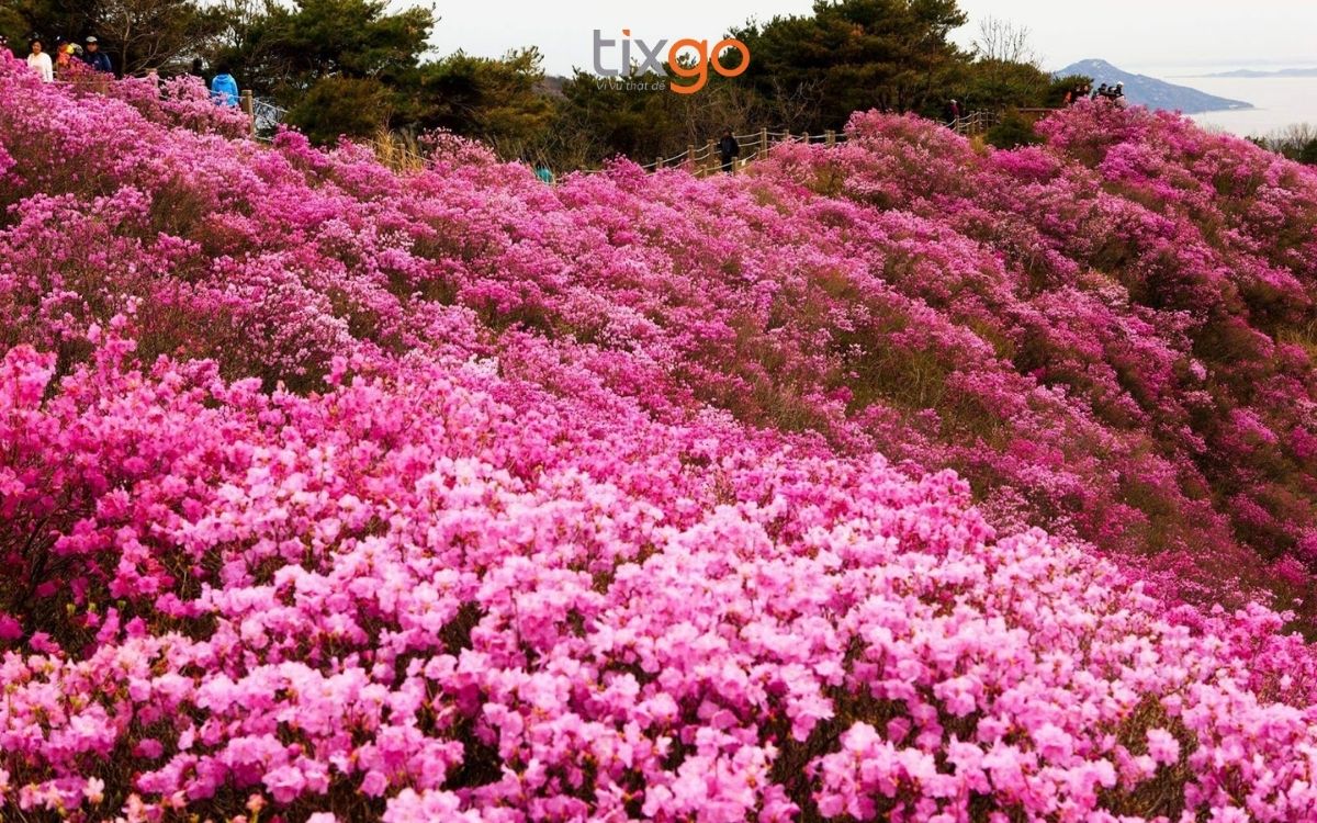 Mùa hoa Đỗ Quyên rực rỡ trên Sapa du lịch Sapa tháng 3