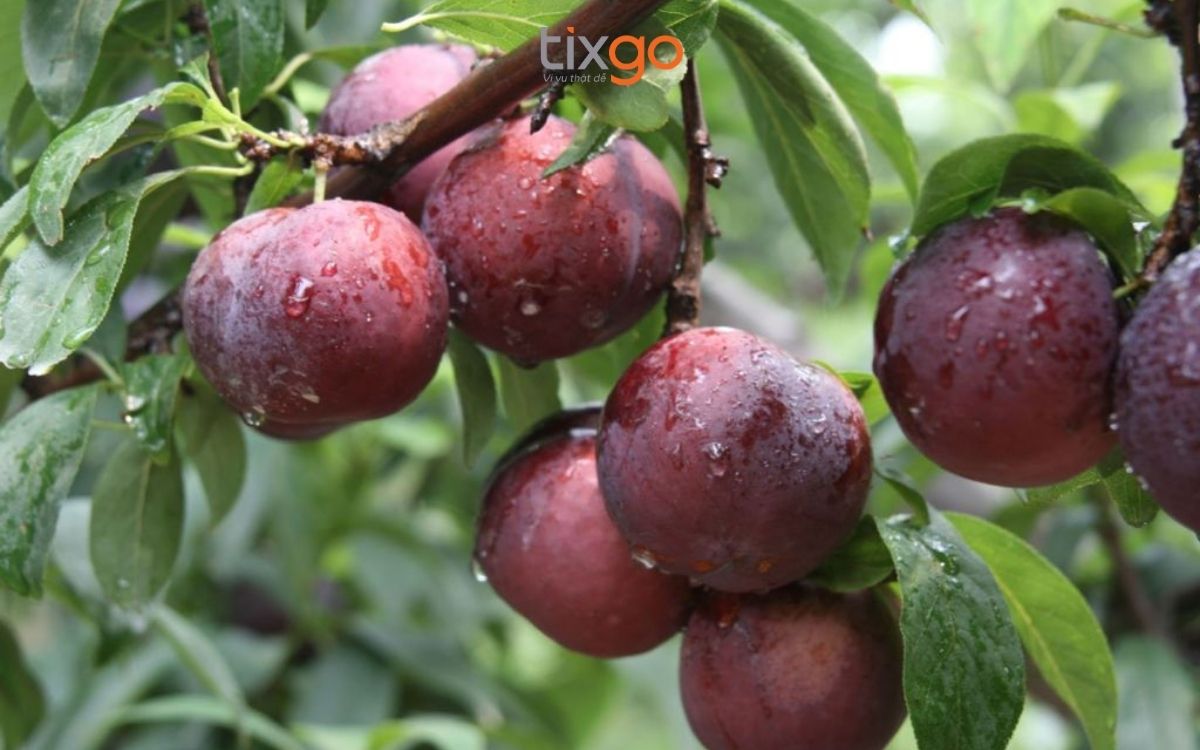 thời tiết sapa tháng 6