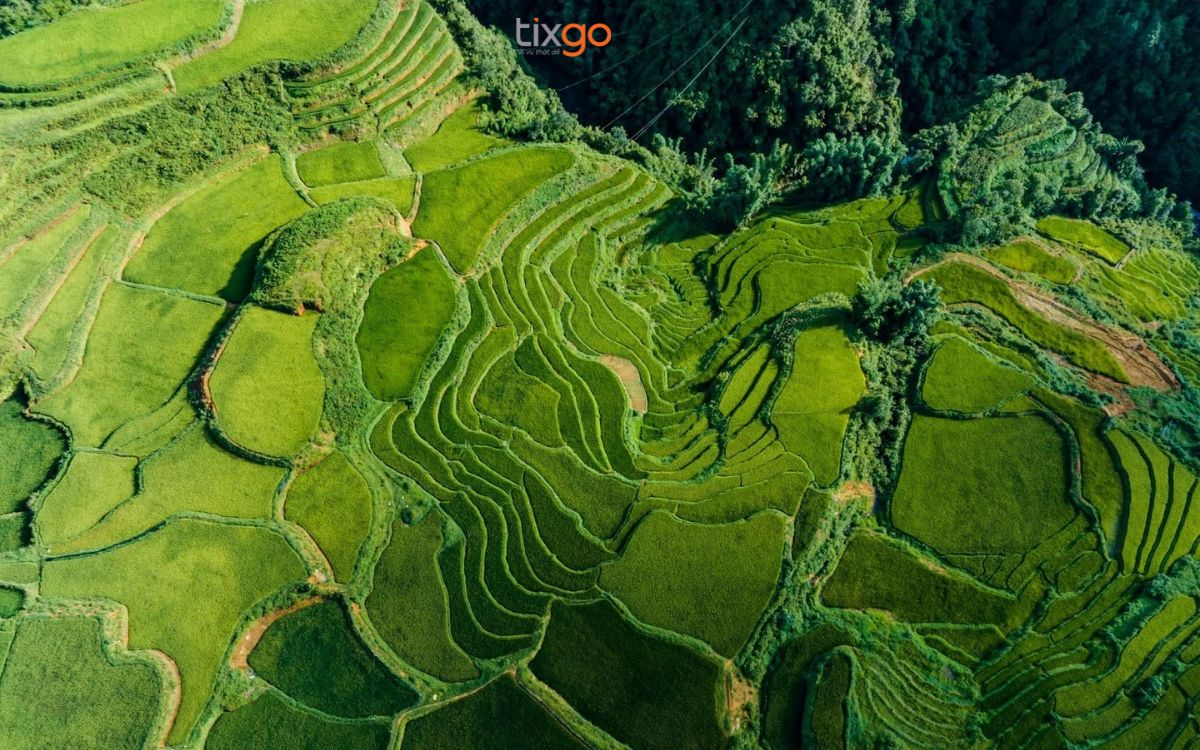 Du lịch Sapa tháng 8 ngắm sắc xanh bao phủ du lịch sapa tháng 8