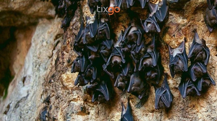 Đến hang Dơi, du khách dễ dàng bắt gặp hàng trăm, hàng nghìn con dơi hang dơi phú quốc