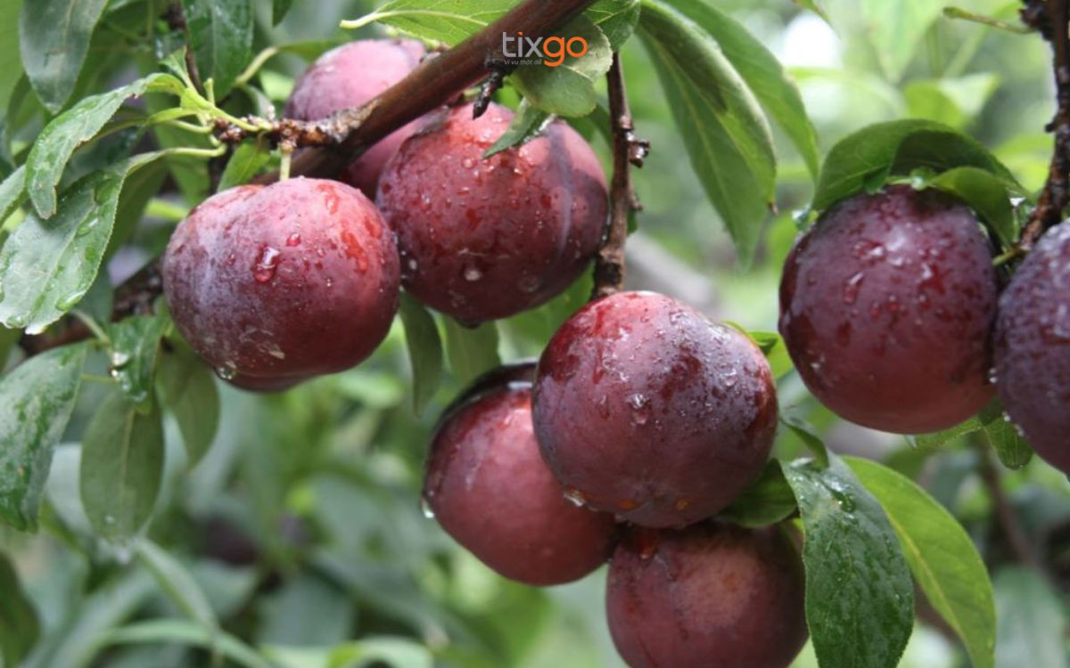 Mận Sapa có lớp vỏ tím đậm, mọng nước ăn uống tại sapa