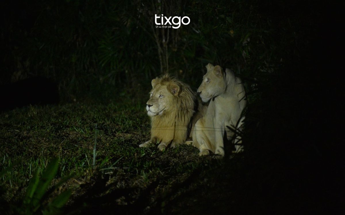 night safari phú quốcsaf