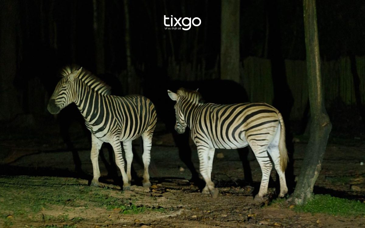 night safari phú quốcsaf