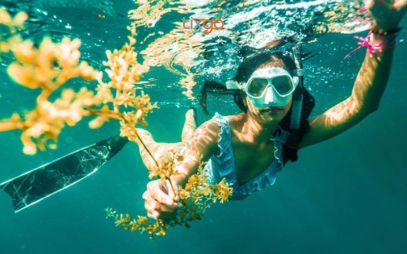 Vé lặn biển Đà Nẵng Vé lặn biển Đà Nẵng