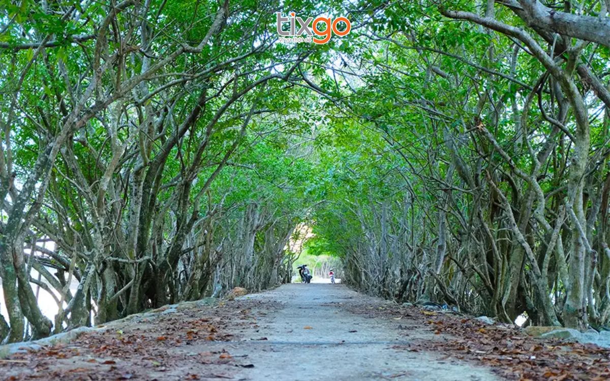 rừng rú chá Đường đi rừng Rú Chá