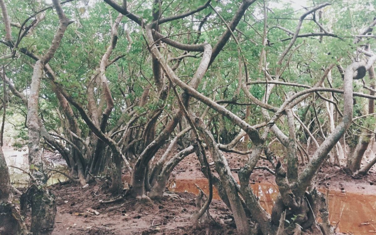 rừng rú chá Gốc rễ của cây Chá