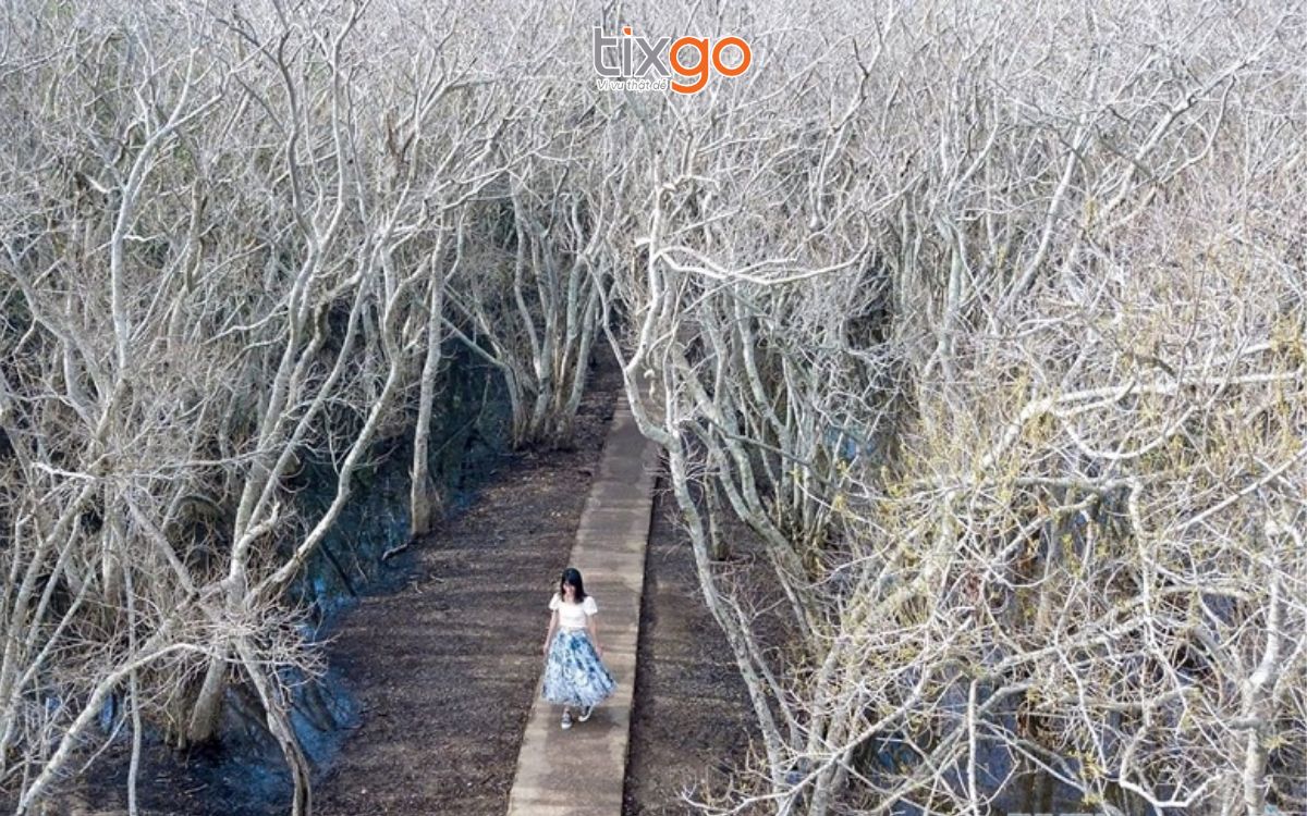 rừng rú chá Rừng Rú Chá mùa lá rụng