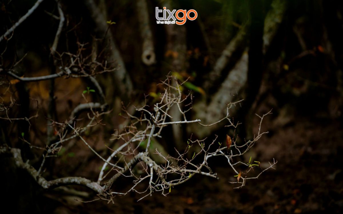 rừng rú chá Rừng Rú Chá khi về đêm