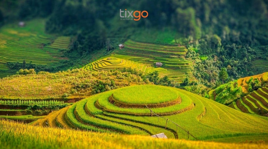 sapa mùa lúa chín