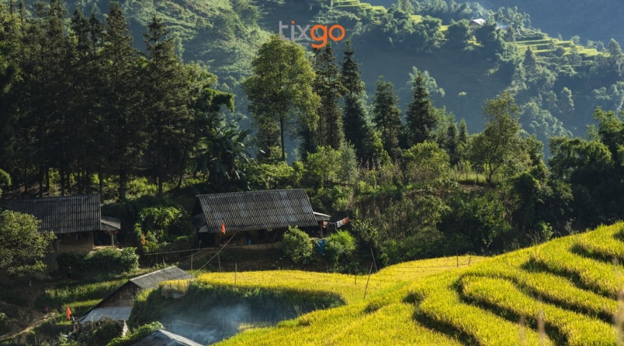 sapa mùa lúa chín